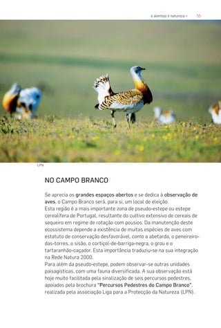 55o alentejo é natureza «
NO CAMPO BRANCO
Se aprecia os grandes espaços abertos e se dedica à observação de
aves, o Campo Branco será, para si, um local de eleição.
Esta região é a mais importante zona de pseudo-estepe ou estepe
cerealífera de Portugal, resultante do cultivo extensivo de cereais de
sequeiro em regime de rotação com pousios. Da manutenção deste
ecossistema depende a existência de muitas espécies de aves com
estatuto de conservação desfavorável, como a abetarda, o peneireiro-
das-torres, o sisão, o cortiçol-de-barriga-negra, o grou e o
tartaranhão-caçador. Esta importância traduziu-se na sua integração
na Rede Natura 2000.
Para além da pseudo-estepe, podem observar-se outras unidades
paisagísticas, com uma fauna diversificada. A sua observação está
hoje muito facilitada pela sinalização de seis percursos pedestres,
apoiados pela brochura “Percursos Pedestres do Campo Branco”,
realizada pela associação Liga para a Protecção da Natureza (LPN).
LPN
 