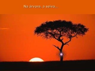 O melhor jeito_de_caminhar