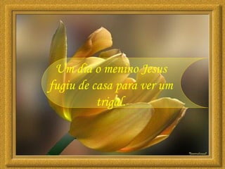 Um dia o menino Jesus fugiu de casa para ver um trigal. 