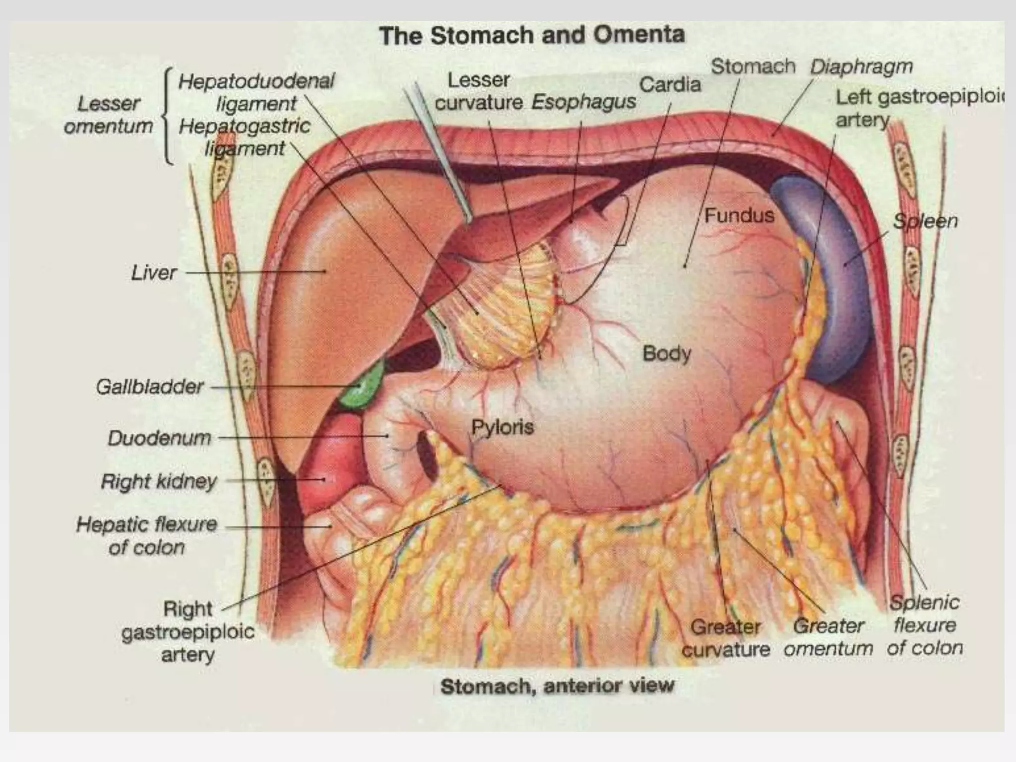Omentum pptx Omentum pptx
