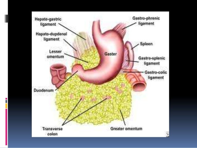 Stomach Anatomy Greater Omentum Images - How To Guide And 