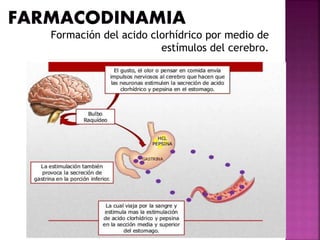 Formación del acido clorhídrico por medio de
estímulos del cerebro.
 