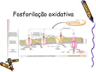 Fosforilação oxidativa 