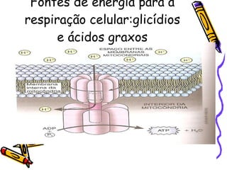 Fontes de energia para a respiração celular:glicídios e ácidos graxos 