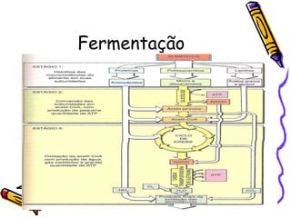 Fermentação 