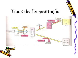 Tipos de fermentação 