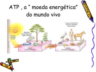 ATP , a “ moeda energética” do mundo vivo 