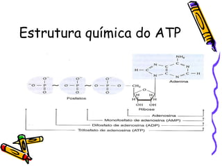 Estrutura química do ATP 