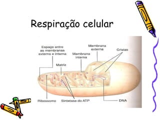 Respiração celular 