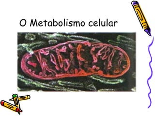 O Metabolismo celular  