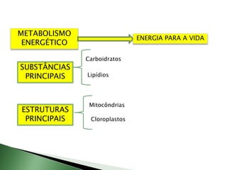 Ano Ang Metabolism , Metabolismo – CBUY