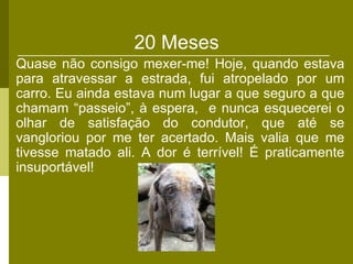 20 Meses
Quase não consigo mexer-me! Hoje, quando estava
para atravessar a estrada, fui atropelado por um
carro. Eu ainda estava num lugar a que seguro a que
chamam “passeio”, à espera, e nunca esquecerei o
olhar de satisfação do condutor, que até se
vangloriou por me ter acertado. Mais valia que me
tivesse matado ali. A dor é terrível! É praticamente
insuportável!
 