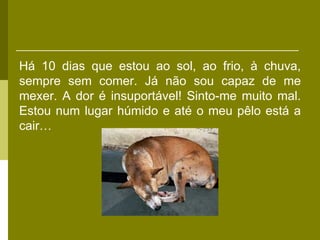 Há 10 dias que estou ao sol, ao frio, à chuva,
sempre sem comer. Já não sou capaz de me
mexer. A dor é insuportável! Sinto-me muito mal.
Estou num lugar húmido e até o meu pêlo está a
cair…
 
