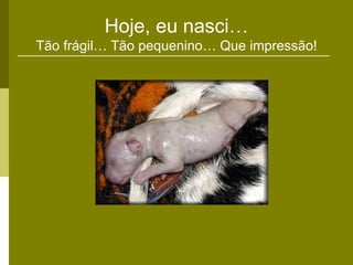 Hoje, eu nasci…
Tão frágil… Tão pequenino… Que impressão!
 