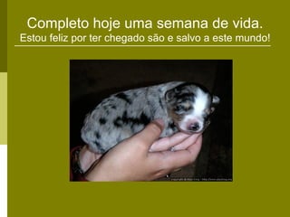 Completo hoje uma semana de vida.
Estou feliz por ter chegado são e salvo a este mundo!
 