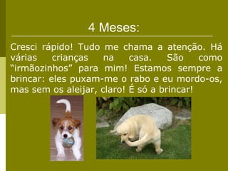 4 Meses:
Cresci rápido! Tudo me chama a atenção. Há
várias    crianças   na    casa.    São    como
“irmãozinhos” para mim! Estamos sempre a
brincar: eles puxam-me o rabo e eu mordo-os,
mas sem os aleijar, claro! É só a brincar!
 