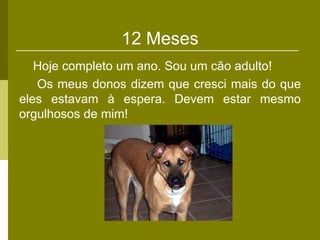 12 Meses
   Hoje completo um ano. Sou um cão adulto!
   Os meus donos dizem que cresci mais do que
eles estavam à espera. Devem estar mesmo
orgulhosos de mim!
 