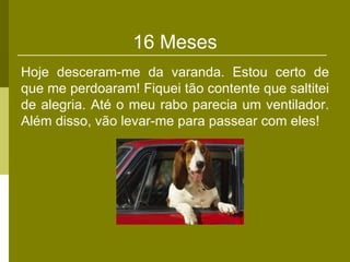 16 Meses
Hoje desceram-me da varanda. Estou certo de
que me perdoaram! Fiquei tão contente que saltitei
de alegria. Até o meu rabo parecia um ventilador.
Além disso, vão levar-me para passear com eles!
 