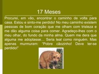 17 Meses
Procurei, em vão, encontrar o caminho de volta para
casa. Estou e sinto-me perdido! No meu caminho existem
pessoas de bom coração que me olham com tristeza e
me dão alguma coisa para comer. Agradeço-lhes com o
meu olhar, do fundo da minha alma. Quem me dera que
alguma me adoptasse… Seria leal como ninguém. Mas
apenas murmuram: “Pobre cãozinho! Deve ter-se
perdido!”
 