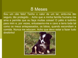 8 Meses
Sou um cão feliz! Tenho o calor de um lar, sinto-me tão
seguro, tão protegido… Acho que a minha família humana me
ama e permite que eu faça muitas coisas! O pátio é todinho
para mim e, por vezes, entusiasmo-me e cavo a terra toda tal
como os meus antepassados, os lobos, quando escondiam a
comida. Nunca me educam. Acho que devo estar a fazer tudo
direitinho!
 