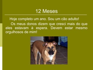 12 Meses Hoje completo um ano. Sou um cão adulto! Os meus donos dizem que cresci mais do que eles estavam à espera. Devem estar mesmo orgulhosos de mim! 