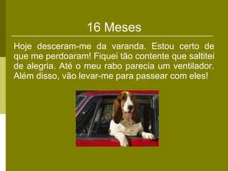 16 Meses Hoje desceram-me da varanda. Estou certo de que me perdoaram! Fiquei tão contente que saltitei de alegria. Até o meu rabo parecia um ventilador. Além disso, vão levar-me para passear com eles! 
