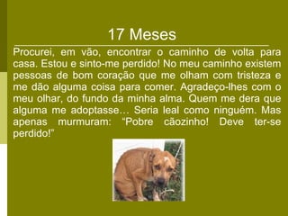 17 Meses  Procurei, em vão, encontrar o caminho de volta para casa. Estou e sinto-me perdido! No meu caminho existem pessoas de bom coração que me olham com tristeza e me dão alguma coisa para comer. Agradeço-lhes com o meu olhar, do fundo da minha alma. Quem me dera que alguma me adoptasse… Seria leal como ninguém. Mas apenas murmuram: “Pobre cãozinho! Deve ter-se perdido!” 