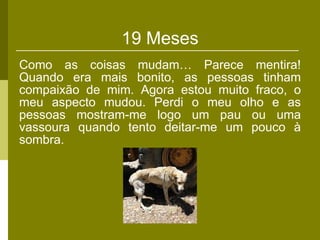 19 Meses Como as coisas mudam… Parece mentira! Quando era mais bonito, as pessoas tinham compaixão de mim. Agora estou muito fraco, o meu aspecto mudou. Perdi o meu olho e as pessoas mostram-me logo um pau ou uma vassoura quando tento deitar-me um pouco à sombra. 