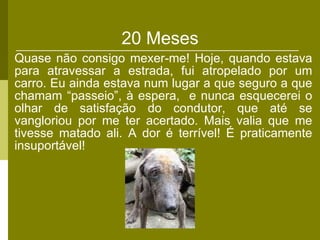 20 Meses Quase não consigo mexer-me! Hoje, quando estava para atravessar a estrada, fui atropelado por um carro. Eu ainda estava num lugar a que seguro a que chamam “passeio”, à espera,  e nunca esquecerei o olhar de satisfação do condutor, que até se vangloriou por me ter acertado. Mais valia que me tivesse matado ali. A dor é terrível! É praticamente insuportável! 