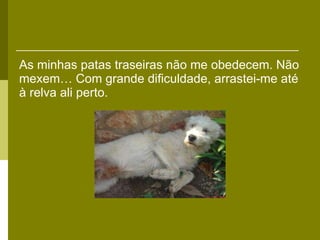 As minhas patas traseiras não me obedecem. Não mexem… Com grande dificuldade, arrastei-me até à relva ali perto. 