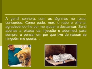 A gentil senhora, com as lágrimas no rosto, concordou. Como pude, mexi o rabo e olhei-a, agradecendo-lhe por me ajudar a descansar. Senti apenas a picada da injecção e adormeci para sempre, a pensar em por que tive de nascer se ninguém me queria… 