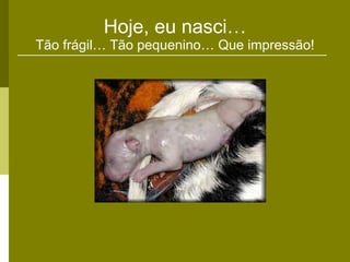 Hoje, eu nasci… Tão frágil… Tão pequenino… Que impressão! 