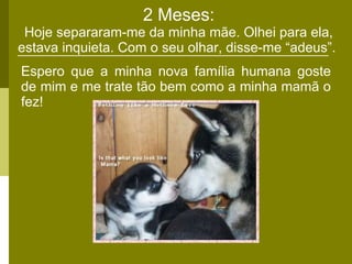 2 Meses: Hoje separaram-me da minha mãe. Olhei para ela, estava inquieta. Com o seu olhar, disse-me “adeus”.  Espero que a minha nova família humana goste de mim e me trate tão bem como a minha mamã o fez! 
