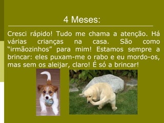 4 Meses: Cresci rápido! Tudo me chama a atenção. Há várias crianças na casa. São como “irmãozinhos” para mim! Estamos sempre a brincar: eles puxam-me o rabo e eu mordo-os, mas sem os aleijar, claro! É só a brincar! 