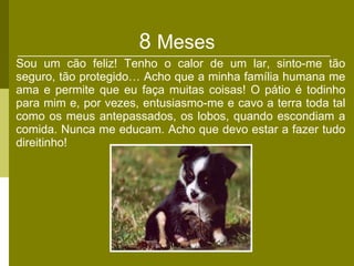 8  Meses Sou um cão feliz! Tenho o calor de um lar, sinto-me tão seguro, tão protegido… Acho que a minha família humana me ama e permite que eu faça muitas coisas! O pátio é todinho para mim e, por vezes, entusiasmo-me e cavo a terra toda tal como os meus antepassados, os lobos, quando escondiam a comida. Nunca me educam. Acho que devo estar a fazer tudo direitinho! 