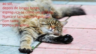 ao sol,
depois de longas horas,
espreguiça-se como um ginasta.
Nunca vi tamanho preguiçoso,
com tanta
pompa de atleta.
 