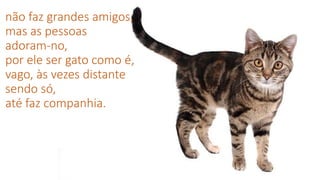não faz grandes amigos,
mas as pessoas
adoram-no,
por ele ser gato como é,
vago, às vezes distante
sendo só,
até faz companhia.
 