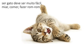 ser gato deve ser muito fácil,
miar, comer, fazer rom-rom
 