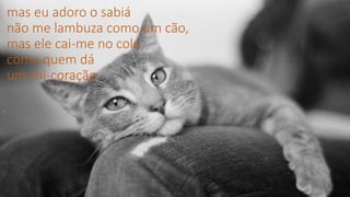 mas eu adoro o sabiá
não me lambuza como um cão,
mas ele cai-me no colo
como quem dá
um chi-coração.
 