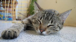 dorme tanto o sabiá,
como se o mundo
fosse seu conhecido
e não fosse preciso ir
a qualquer lado,
saber
como é que ele é.
 