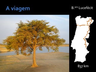 837 km
B.em Lucefécit
 