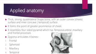 Applied anatomy
 Thick, strong, quadrilateral Shape bone, with an outer convex (cheek)
surface and inner concave ( temporal) surface.
 It forms the point of greater prominence of cheek.
 It resembles four sided pyramid which has Temporal,orbital ,maxillary
and frontal processes
 Zygoma articulates 4 bones-
1. Frontal
2. Sphenoid
3. Maxillary
4. Temporal
 