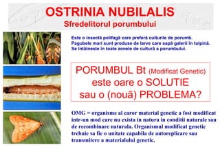 OSTRINIA NUBILALIS
  Sfredelitorul porumbului
   Este o insectã polifagã care preferã culturile de porumb.
   Pagubele mari sunt produse de larve care sapã galerii în tulpinã.
   Se întâlneste în toate zonele de culturã a porumbului.




     PORUMBUL Bt (Modificat Genetic)
        este oare o SOLUTIE
      sau o (nouã) PROBLEMA?
   OMG = organisme al caror material genetic a fost modificat
   intr-un mod care nu exista in natura in conditii naturale sau
   de recombinare naturala. Organismul modificat genetic
   trebuie sa fie o unitate capabila de autoreplicare sau
   transmitere a materialului genetic.
 