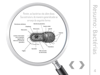 Resumo:Bactérias
4
Porém, as bactérias vão além disso.
Sua estrutura, de maneira generalizada se
arranja da seguinte forma:
 