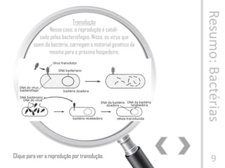 Resumo:Bactérias
9
Transdução
Nesse caso, a reprodução é catali-
sada pelos bacteriófagos. Nisso, os vírus que
saem da bactéria, carregam o material genético da
mesma para a próxima hospedeira.
Clique para ver a reprodução por transdução.
 