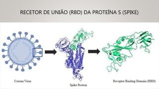 RECETOR DE UNIÃO (RBD) DA PROTEÍNA S (SPIKE)
 