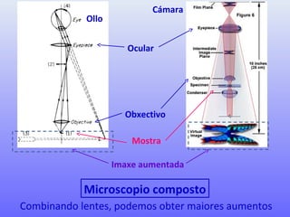 Combinando lentes, podemos obter maiores aumentos
Microscopio composto
Mostra
Obxectivo
Ocular
Ollo
Cámara
Imaxe aumentada
 
