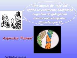 Esta mostra de “pel” foi
obtida recentemente analizando
auga dun río galego cun
microscopio composto.
¿Sabedes qué é?
*Ver taboleiro no centro
 