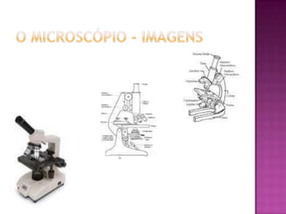 O Microscópio - imagens