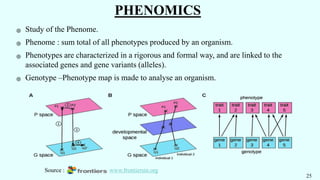 PHENOMICS
֍ Study of the Phenome.
֍ Phenome : sum total of all phenotypes produced by an organism.
֍ Phenotypes are characterized in a rigorous and formal way, and are linked to the
associated genes and gene variants (alleles).
֍ Genotype –Phenotype map is made to analyse an organism.
25
Source : www.frontiersin.org
 